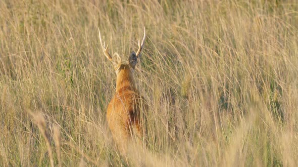 Wild hidden marsh deer, blastocerus dichotomus camouflage in dense wild rye, walking away in slow mo