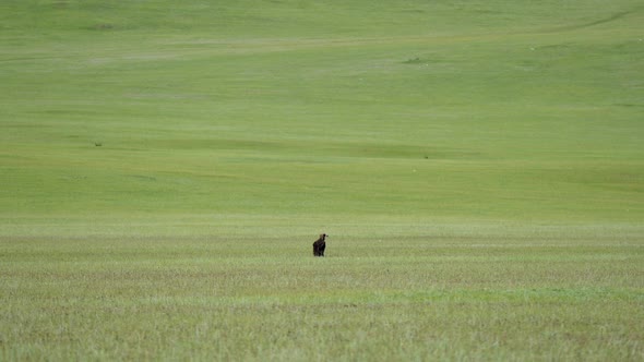 Free Wild Cinereous Vulture Bird in Natural Habitat of Green Meadow