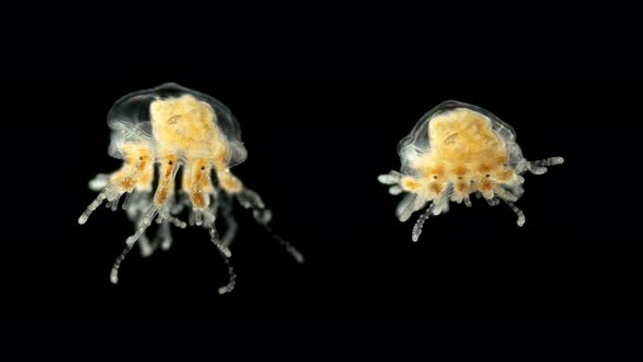 Small Medusa Under a Microscope, Class Hydrozoa, Type Cnidaria, Family: Cladonematidaesize