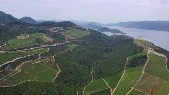 Aerial landscape. Air view of the vineyard, Agricultural landscape from the drone