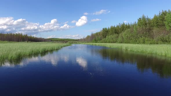 Vegetation in a lake