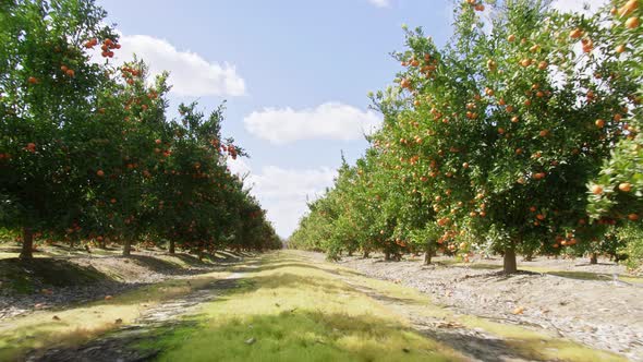 Fresh Juicy and Sweet Citrus Trees in Local Agricultural Orchards