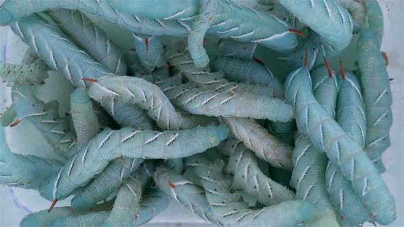 Caterpillar Insecta Manduca Sexta Family Sphingidae