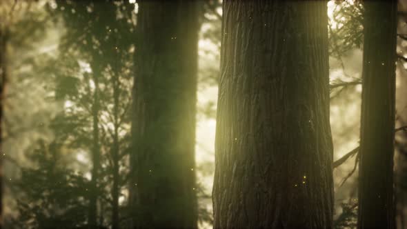Wild Pine Forest at Sunrise alt