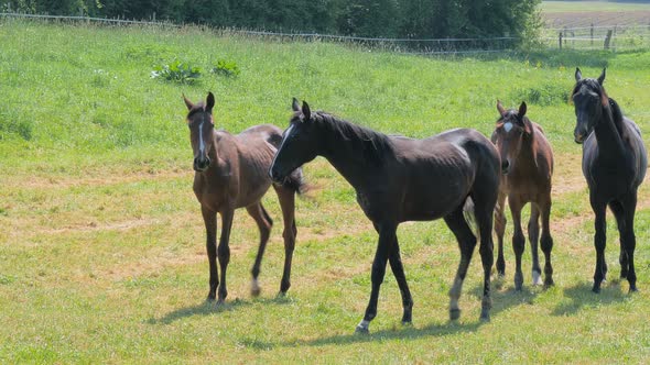 Young Beautiful Horses Walking in Green Grass