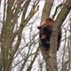 Brown bear cub climbs a tall tree and plays - VideoHive Item for Sale