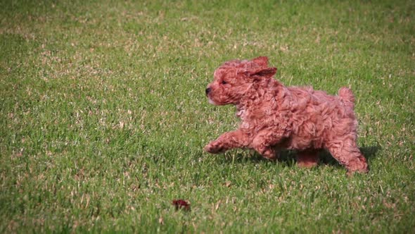 Poodle Puppies Playing Slow Motion