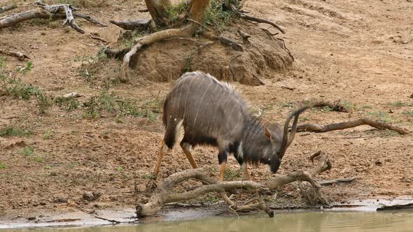 Nyala Antelope Playing In Mud