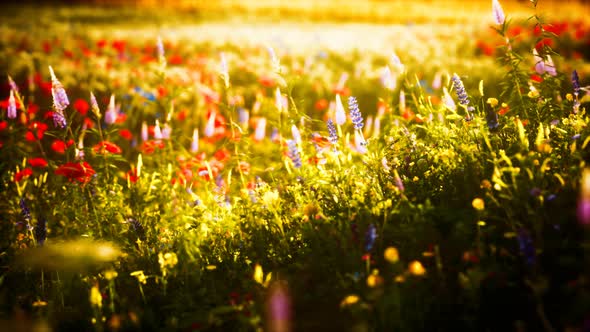 Sunset in the Wild Flower Field