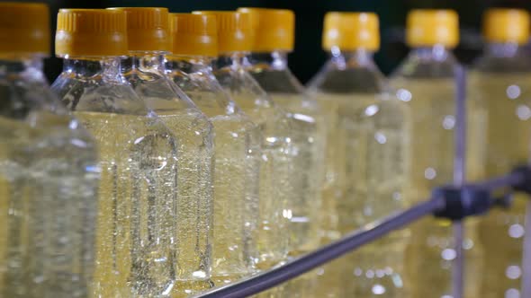 Bottled Sunflower Oil Moving in Conveyor Stripe in the Black Backdrop