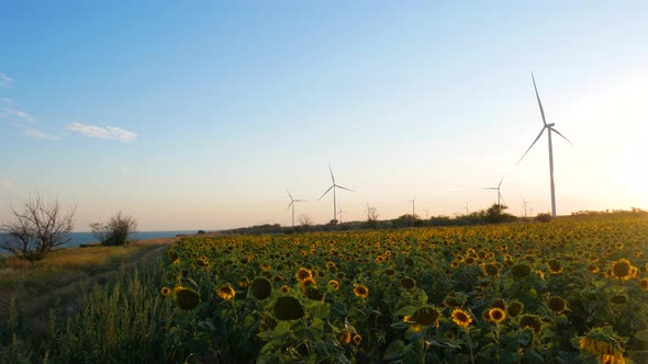 Wind turbines energy converters on yellow sunflowers field on sunset Local eco friendly wind farm