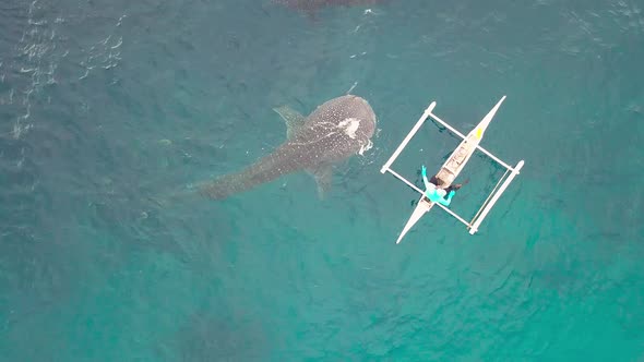 Whale Shark Eating Fish Whale Feeding From Boat in Open Sea. Aerial View From Drone Flying Over Wild