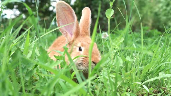 Cute Adorable Red Fluffy Rabbit Sitting on the Green Grass Lawn in the Backyard