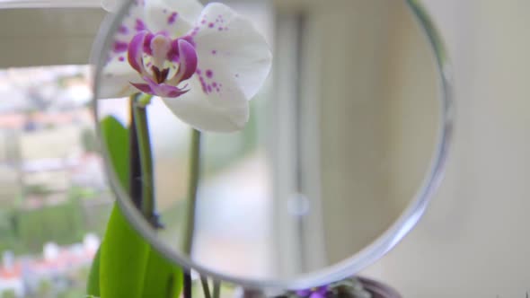 Slow Motion Close Up on Hand Holding Magnifying Glass on Orchids