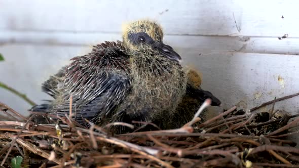 African rock pigeon fledgling (Columba guinea) in the nest under a zinc roof CLOSE UP