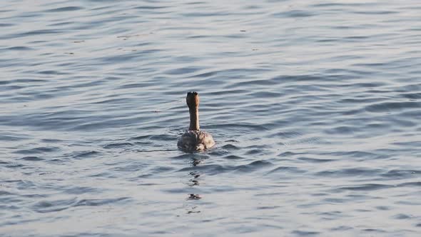 Great Crested Grebe or Podiceps Cristatus. Waterfowl Bird Searches Fish Under Sea Surface. Sochi