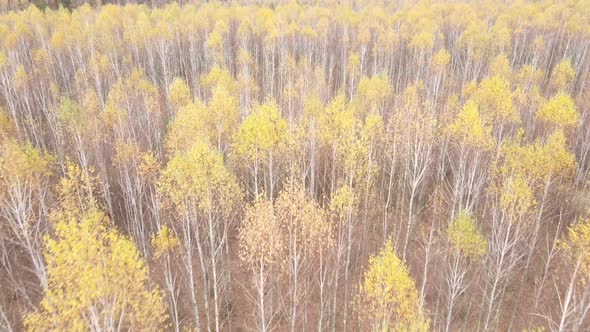 Beautiful Forest with Trees in an Autumn Day