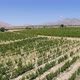 Drone flying over the straight rows of the green vineyards. - VideoHive Item for Sale