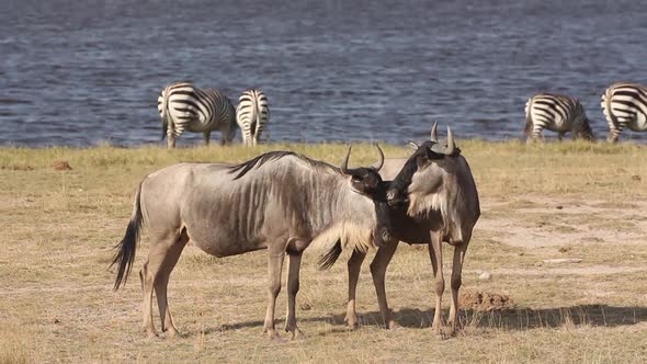 White Bearded Wildebeest