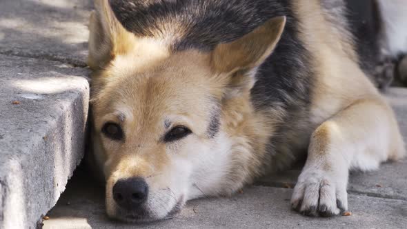 Close Up Dog Lazy on the Ground with  Resolution