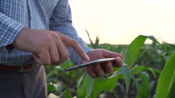 Close Up Farmer with Digital Tablet Inspecting Corn Field