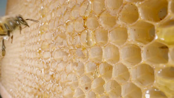 Sweet Honey Flowing Down the Honeycombs