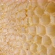 Sweet Honey Flowing Down the Honeycombs - VideoHive Item for Sale