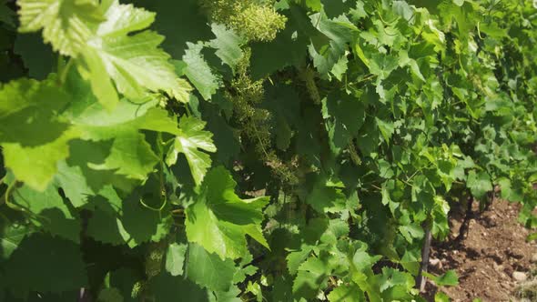 Green Leaves of Grape Plants in the Sun