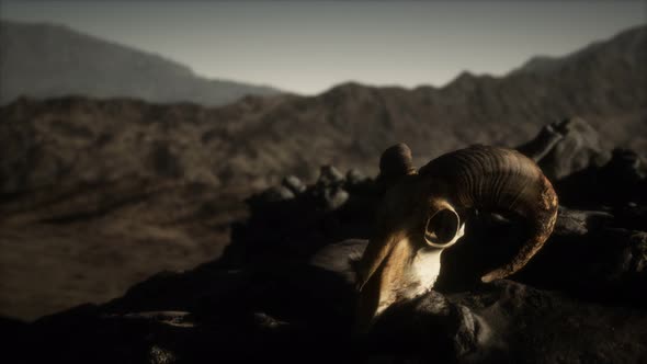 European Mouflon Ram Skull in Natural Conditions in Rocky Mountains