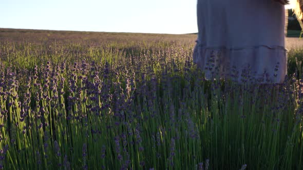 Young Woman with Long Hair Gently Caress Lavender Bushes with Hand