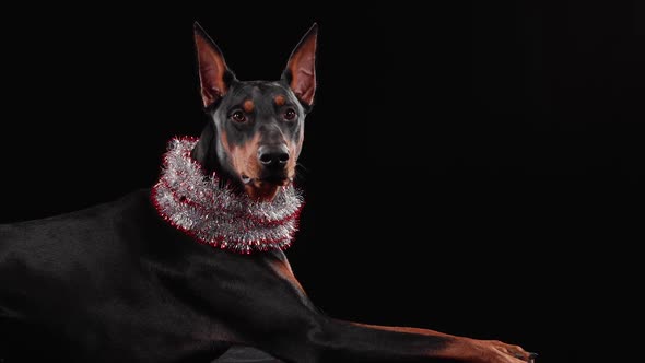 Side View of a Lying Doberman Pinscher with New Year's Tinsel Around His Neck in the Studio on a