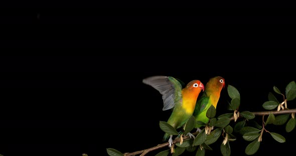 Fischer's Lovebird, agapornis fischeri, Pair standing on Branch, taking off, in flight