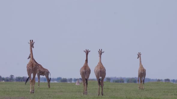 Giraffes walking on the grass field in Nxai Pan, Botswana under the clear white sky - Wide Shot