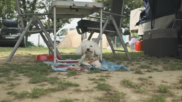 Dog Resting By Campsite Table