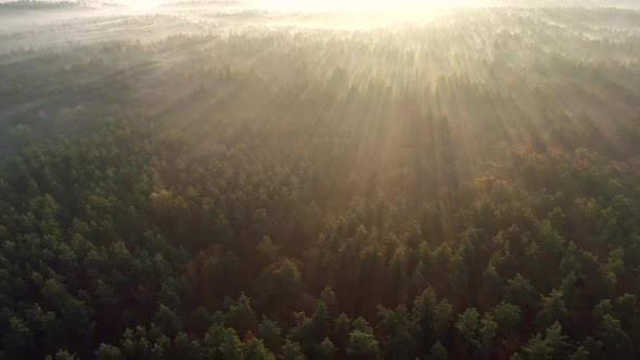 Paradise Like Sunrise in Foggy Forest, Sun Rays Shining Through Tree Tops, Aerial Shot,