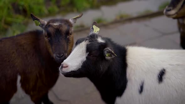 Little Goats with Tags in Ears Outdoors on Farmer