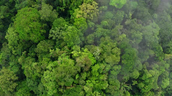 Cinematic aerial background of nature: showing the tropical forest canopy