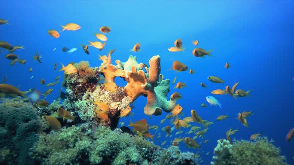 Orange Fish and Soft Corals