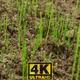 Growing Plants - 4K - VideoHive Item for Sale
