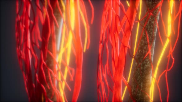 3d Rendered Medically Accurate Animation of Heart and Blood Vessels alt