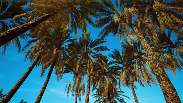 Tropical Palm Trees From Below