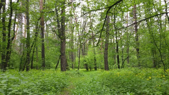 Wild Forest Landscape on a Summer Day