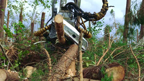 Powerful Wood Harvester Working with Logs in Pine Wood. Farming Simulator