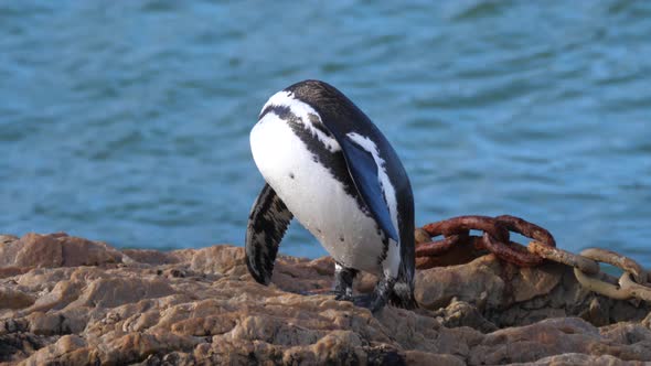 Penguin preening its feathers on a rock