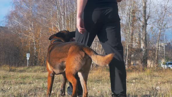 A Trained Dog Following His Trainer Because of the Bait