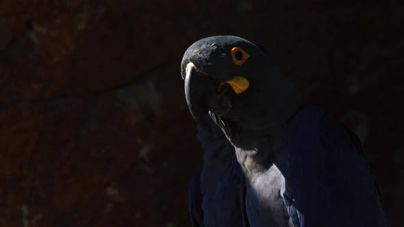 Closeup of two Lear's Blue Macaw at a sandstonewall, Bahia, Brazil.