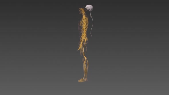 The Human nervous system 3d medical animation