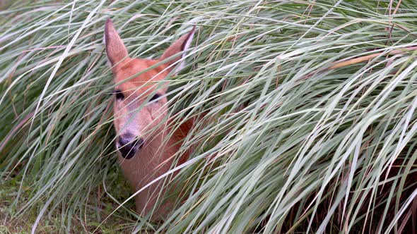 Macro portrait front facing shot of a young marsh deer, blastocerus dichotomus, remain statue still