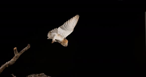 900167 Barn Owl, tyto alba, Adult in flight, Normandy, Slow Motion 4K