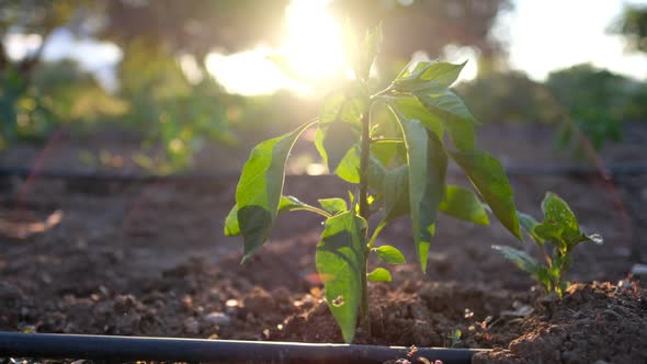 Water for Sustainable Food and Agriculture